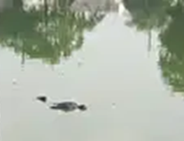 तालाब में तैरती मिली युवक की लाश, इलाके में सनसनी