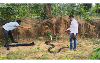 छत्तीसगढ़ में 13 फीट लंबे किंग कोबरा का बड़ा सांप मिला, खेत में दिखाई देने पर लोगों की भीड़ जुट गई