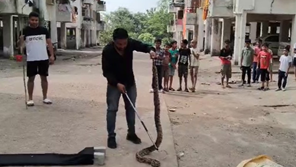 पुलिस कॉलोनी में 7 फीट लंबा अजगर मिलने से मचा हड़कंप